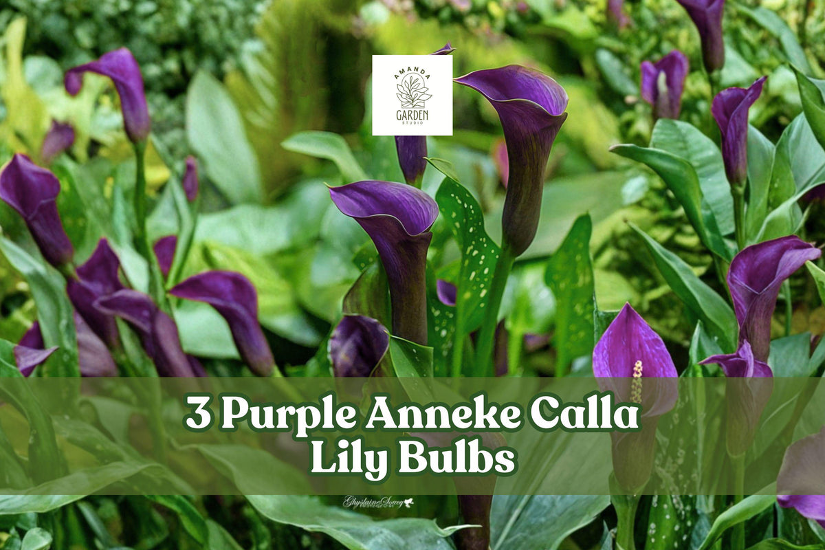 Purple Anneke Calla Lily Bulbs – 3 Pack, Deep Purple Trumpet Flowers, Zantedeschia spp., Garden, Container, Cut Flower