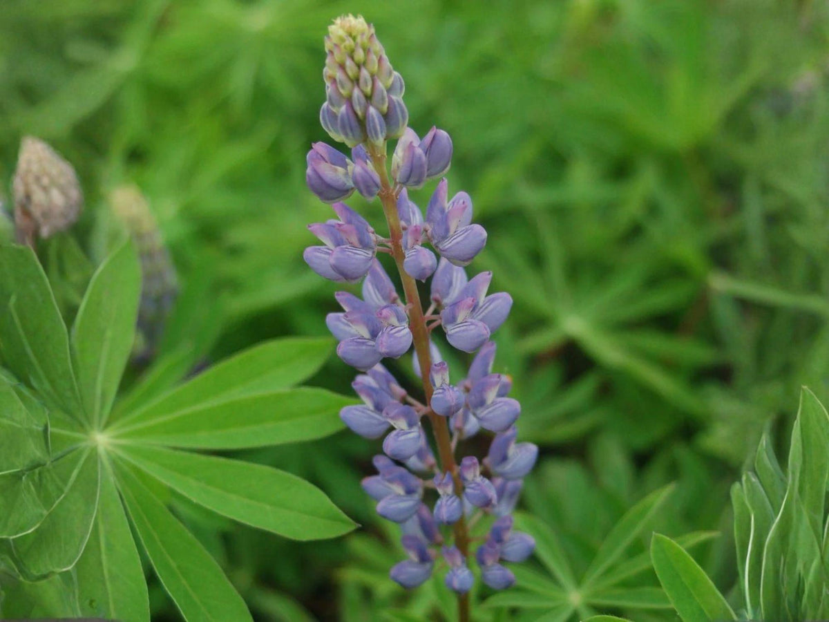 Blue Perennial Lupine Seeds | Heirloom Non-GMO Wildflower Garden Planting | Lupinus perennis Flower Seeds