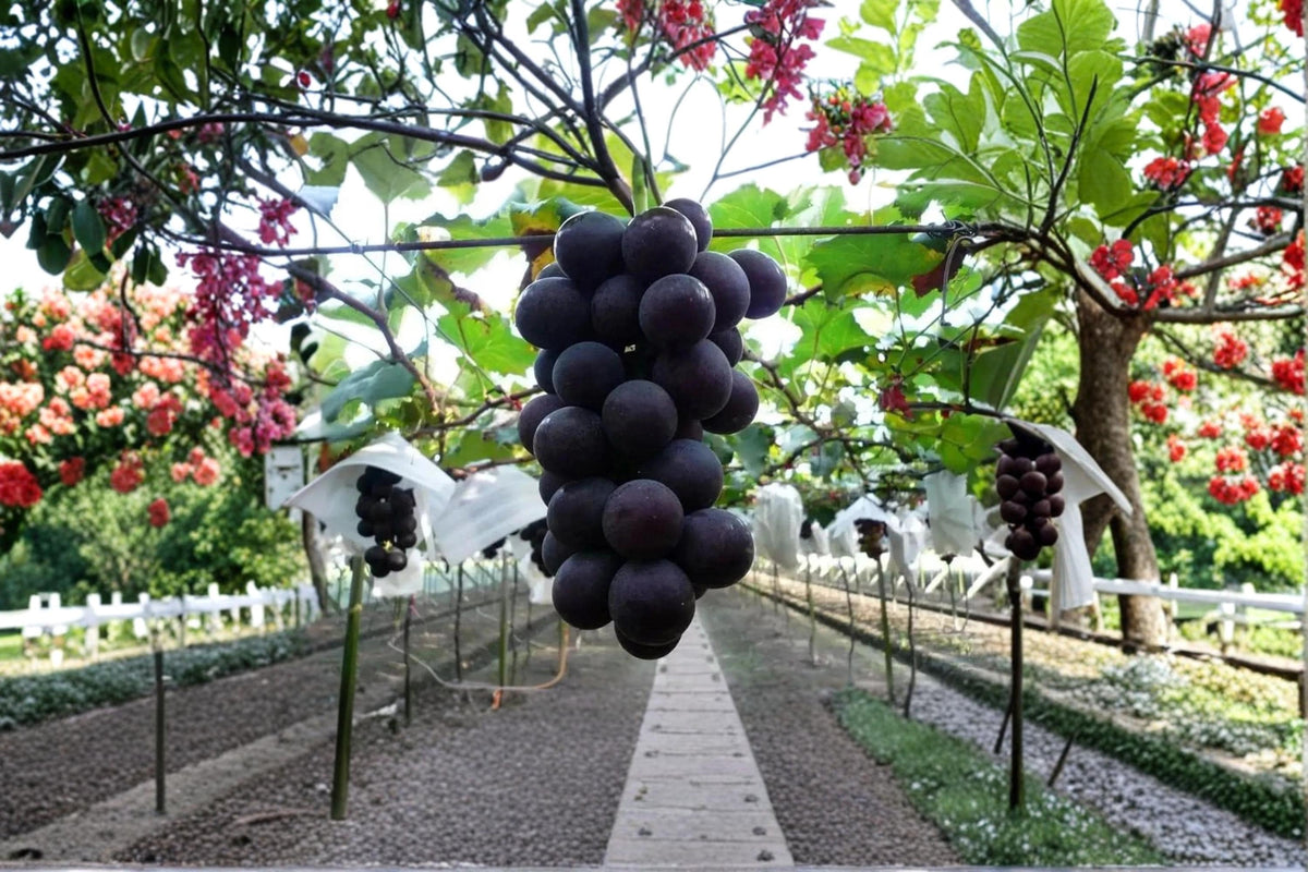 Kyoho Grape Vine Plant | 1-2 ft | Large Fruit Clusters | Vitis vinifera × Vitis labrusca