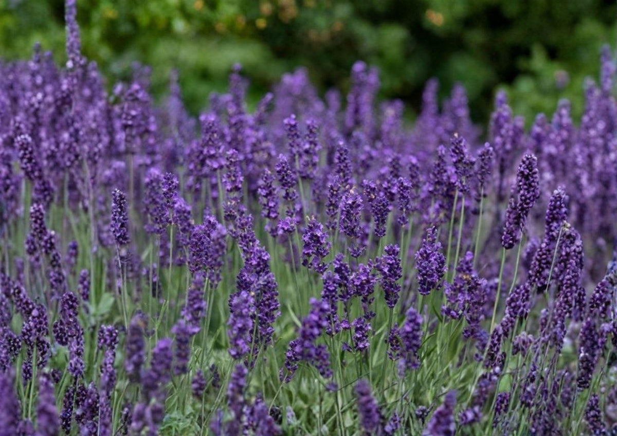 Lavender Seeds, Heirloom Non-GMO, Perennial Aromatic Herb, Lavandula angustifolia, Purple Flower Garden Seeds