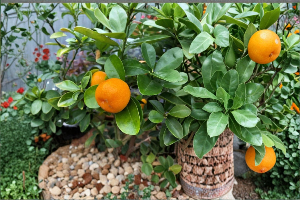 Fukushu Kumquat Unrooted Cuttings | Citrus japonica ‘Fukushu’ | Evergreen Citrus Shrub for Garden & Container