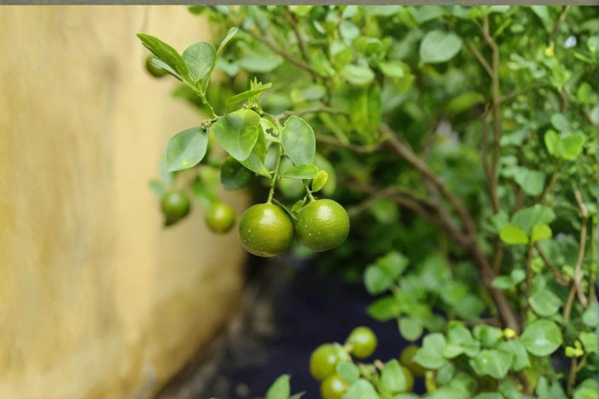 Green Kumquat Unrooted Cuttings – Citrus japonica, 3 Pack, Small Evergreen Citrus Plant for Garden & Container