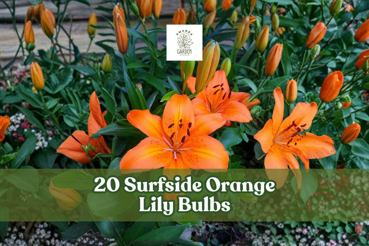 20 Surfside Orange Asiatic Lily Bulbs – Bright Orange Flowering Perennial Bulbs for Garden Beds & Cut Flowers