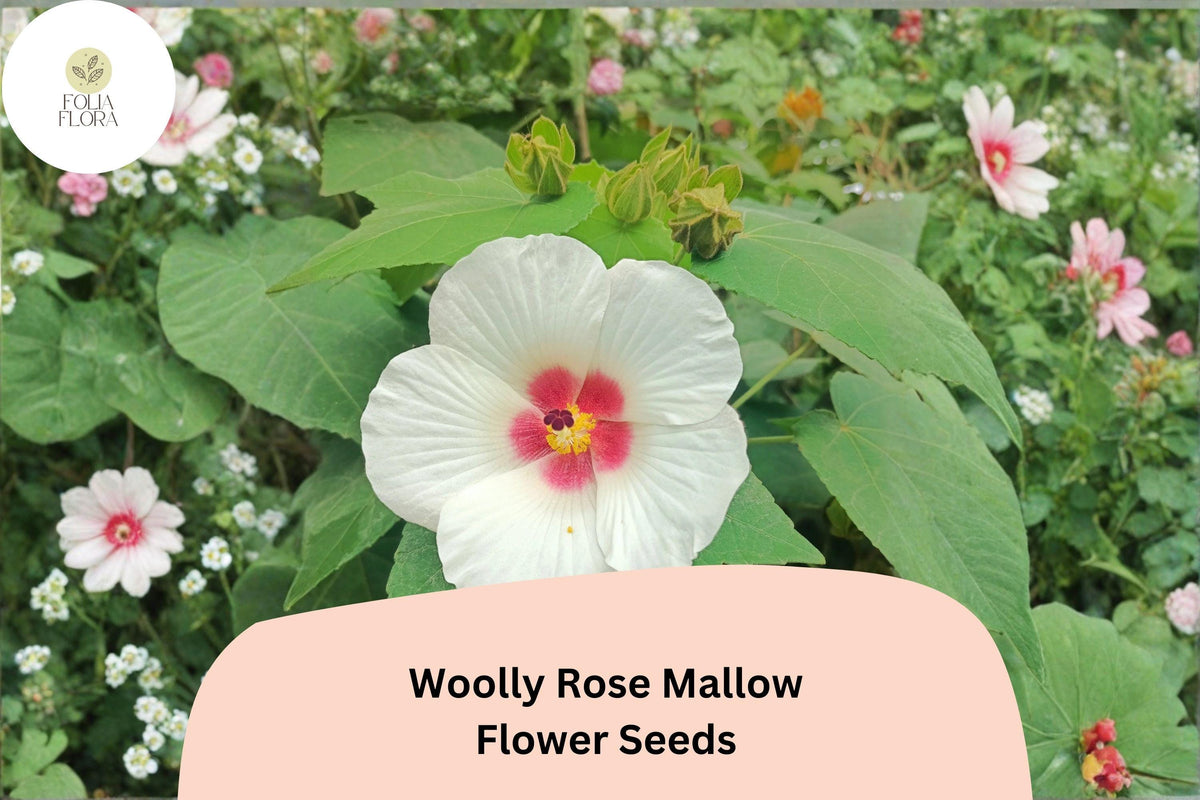 Woolly Rose Mallow Seeds – Native Hibiscus lasiocarpos, White Flowers with Red Center, Wetland & Rain Garden Plant