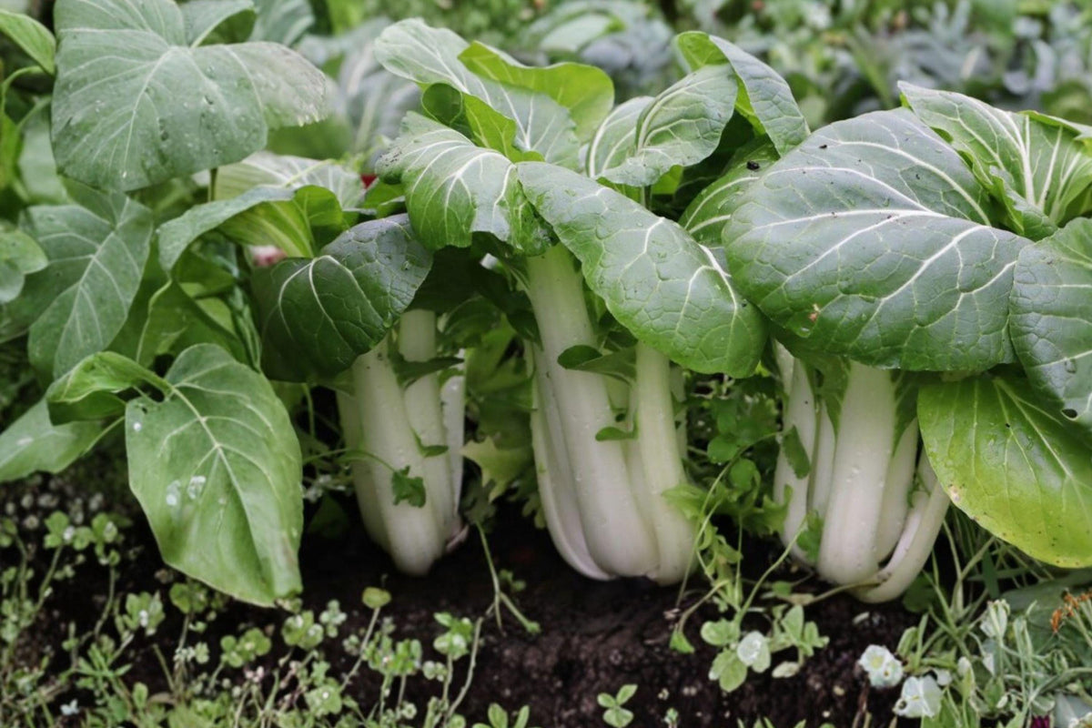 Pak Choi White Stem Seeds – Heirloom Bok Choy, Chinese Cabbage, Garden Veggies, Non-GMO, Crisp Stalks, Cool-Season, Fast-Growing