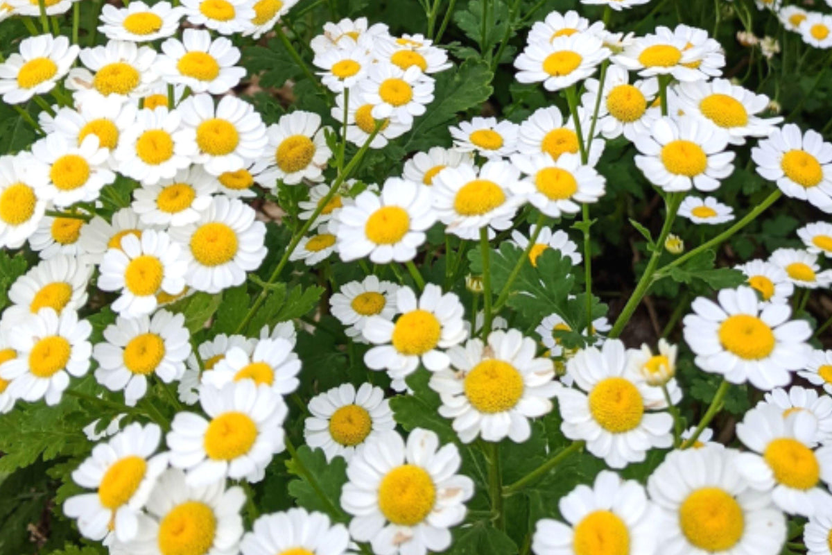 Feverfew Seeds 500+ Heirloom Non-GMO Medicinal Herb Tanacetum parthenium Pollinator-Friendly Garden Plant