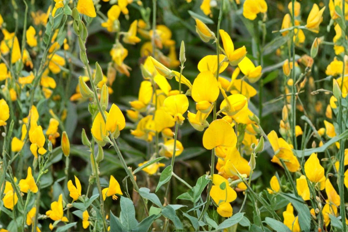 Sunn Hemp Seeds Crotalaria Juncea Non-GMO Cover Crop for Soil Fertility and Pollinator Attraction, Fast-Growing Green Manure