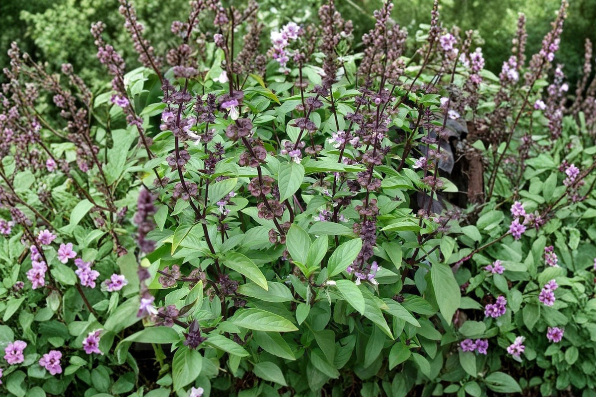 Thai Basil Seeds – Heirloom Culinary Herb for Gardens & Containers – Ocimum basilicum, Aromatic, Non-GMO