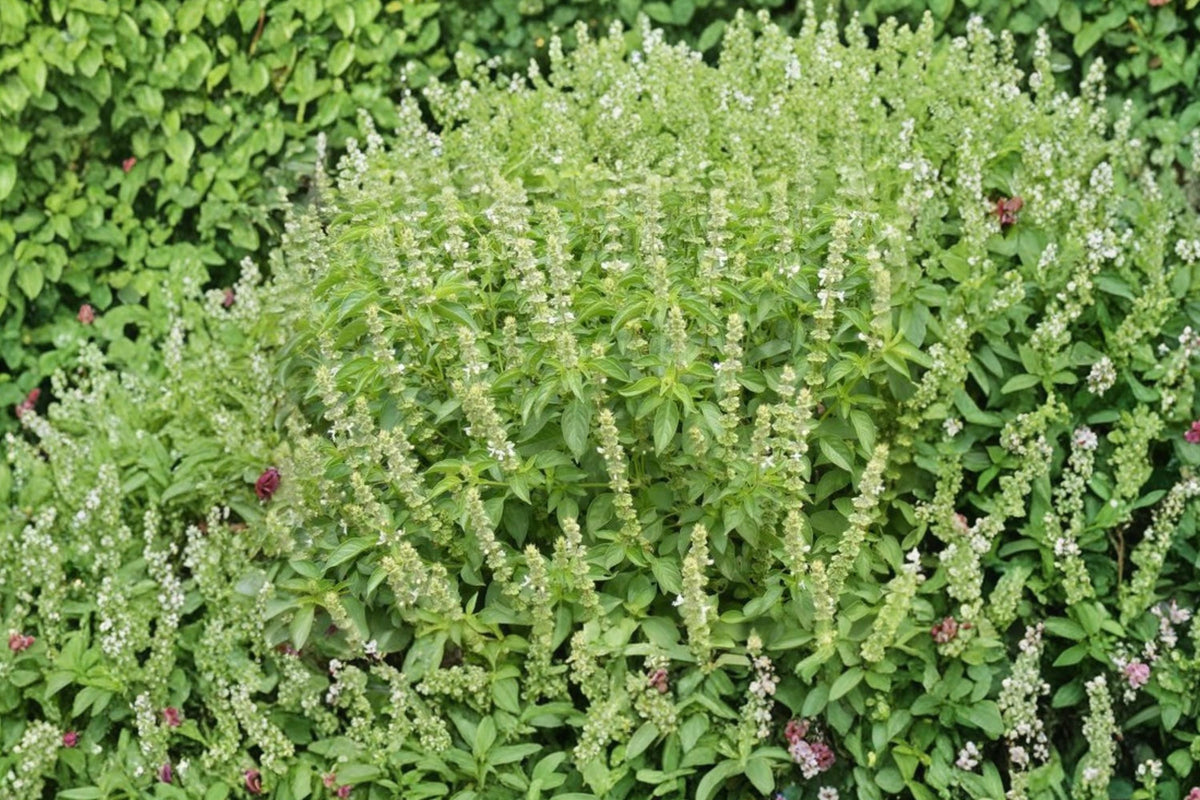 Lemon Basil Seeds - Heirloom, Non-GMO Aromatic Herb for Gardens - Ocimum basilicum
