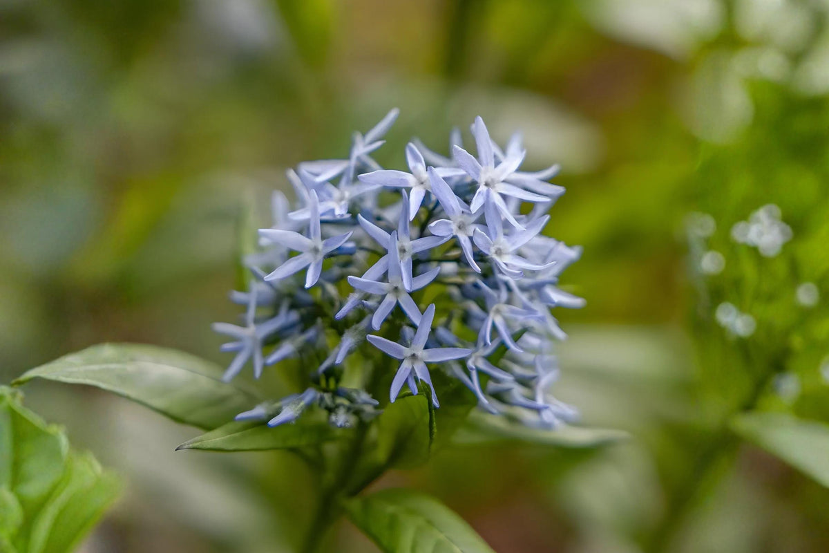 Eastern Bluestar Seeds, Native Perennial Flower, Amsonia tabernaemontana, Blue Star-Shaped Flowers, Prairie Garden, Pollinator Habitat