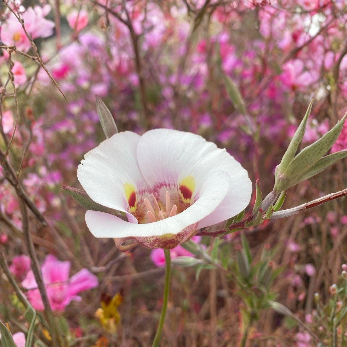 Winding Mariposa Lily Seeds 30 Calochortus flexuosus Native Desert Wildflower Bulb for Rock Gardens, Full Sun, Drought Tolerant