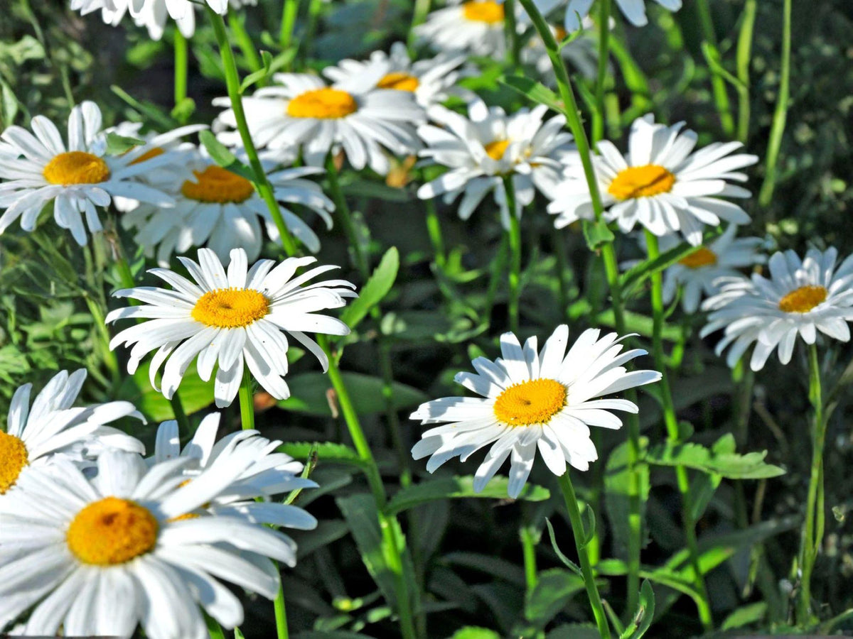 Shasta Daisy Seeds | Heirloom Non-GMO Flower Seeds for Garden Borders & Pollinator Gardens (100 Seeds)