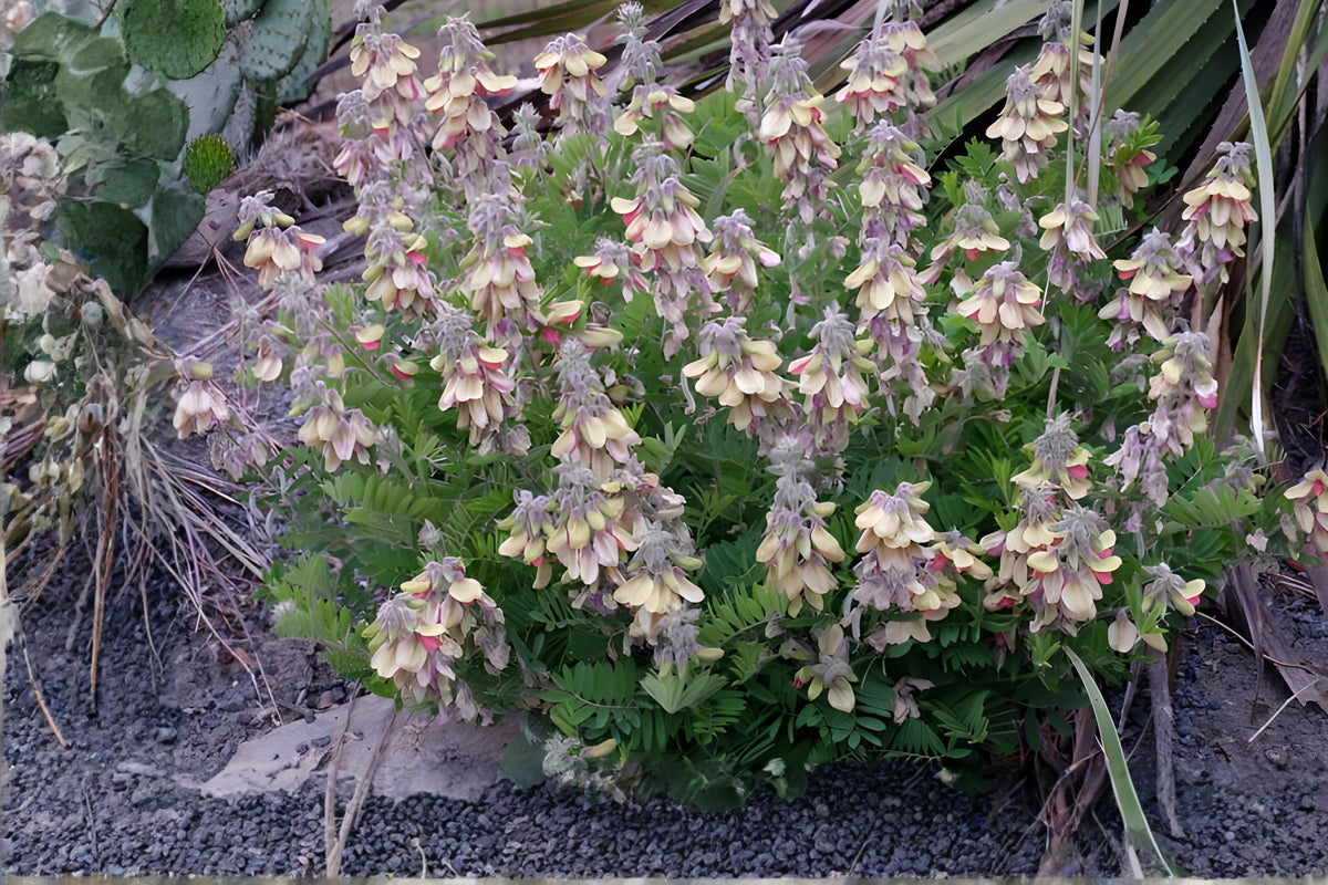 Goats Rue Seeds 10 Pack | Native Prairie Plant with Purple and Cream Flowers | Tephrosia virginiana