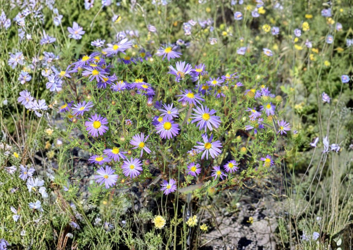 100 Tahoka Daisy Seeds - Purple Blooms, Drought Tolerant Wildflower, Pollinator Garden Planting Seeds, Machaeranthera tanacetifolia
