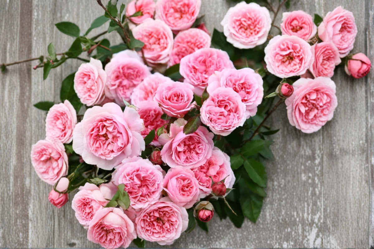 Miranda Rose Seeds – Flowering Ornamental Rose Plant – Rosa spp. Garden Shrubs for Borders & Landscape