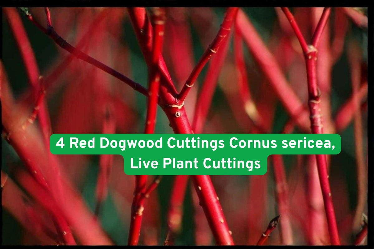 Red Dogwood Cuttings - Unrooted Propagation Stems for Hedges & Landscaping - Cornus sericea