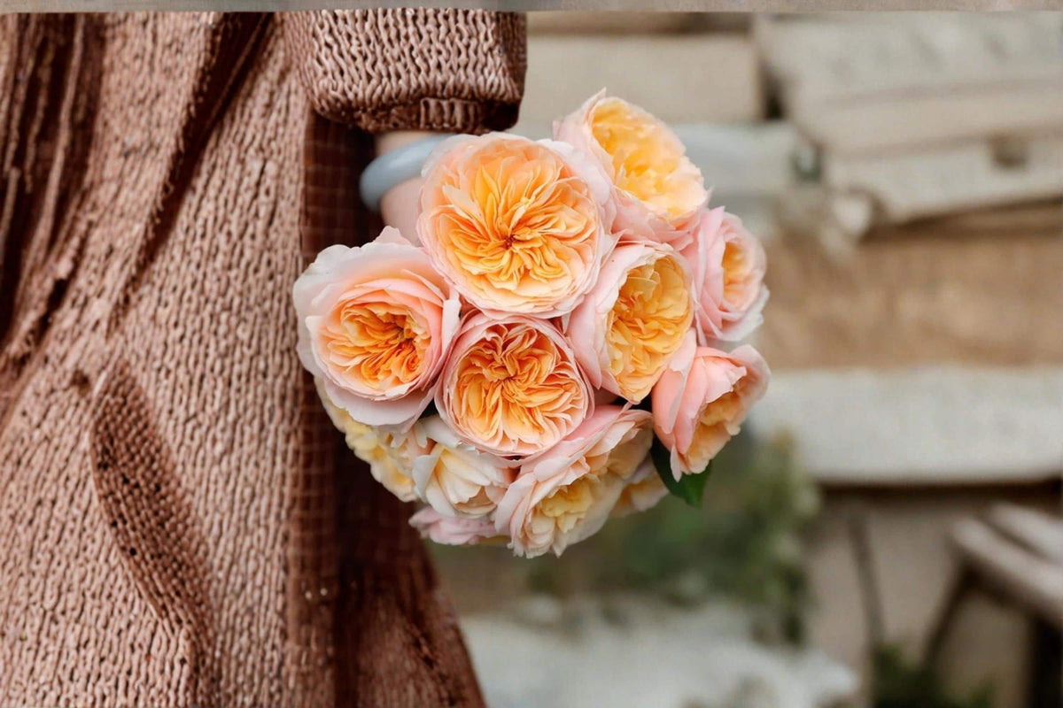 Juliet Rose Seeds – Apricot Bloom Garden Rose Rosa spp. Flower Seeds for Garden Beds & Landscape