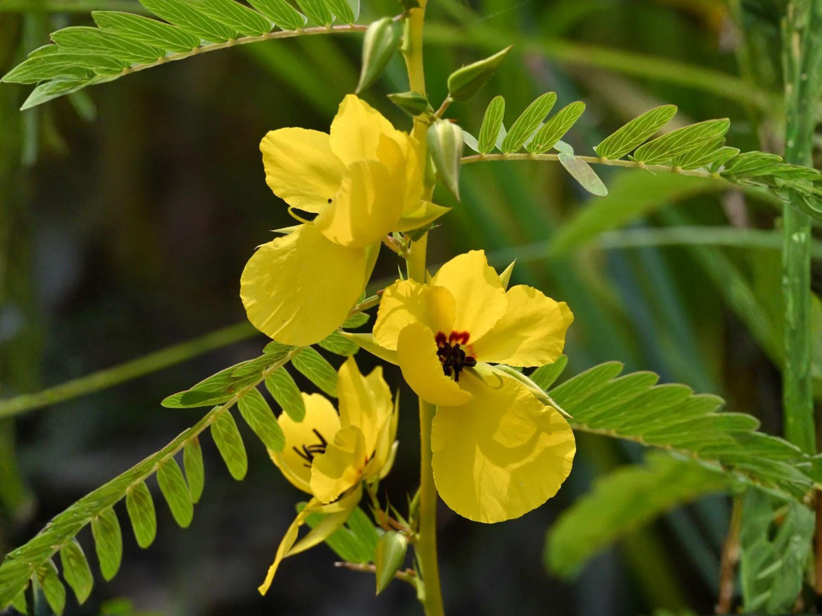 Partridge Pea Seeds Heirloom Non-GMO Wildflower Pollinator Garden Chamaecrista fasciculata