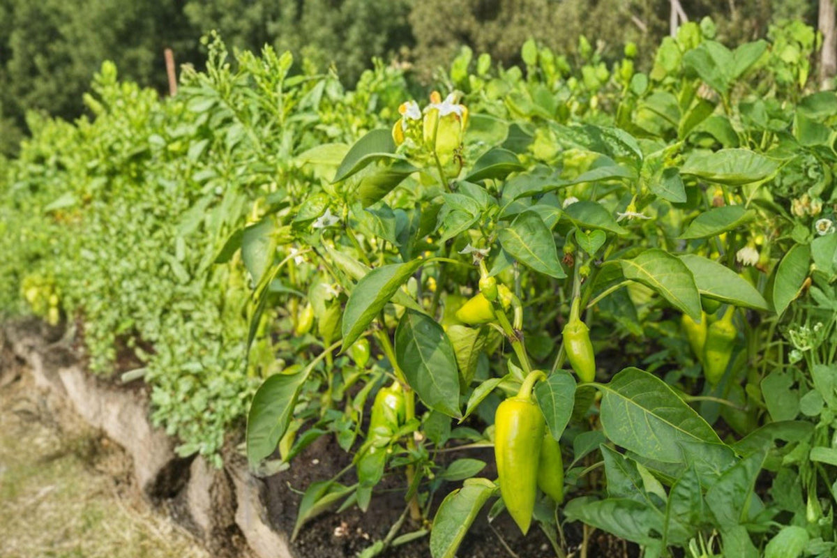 Heirloom Sweet Spicy Pepper Seeds Mix Non-GMO Vegetable Garden Plants, 50+ Varieties for Container & Raised Bed Gardening