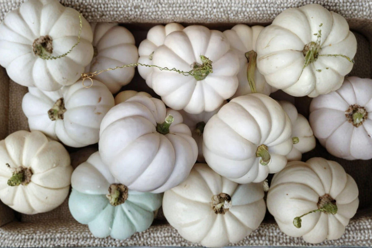 Casper White Pumpkin Seeds - Rare Non-GMO for Carving, Baking, Garden Planting, 10 Seeds