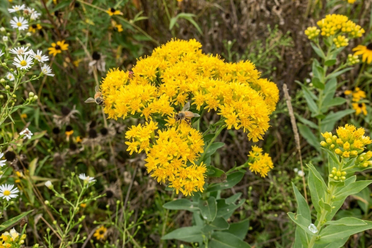 Stiff Goldenrod Seeds 100 Pack | Native Wildflower for Pollinators | Solidago rigida / Oligoneuron rigidum
