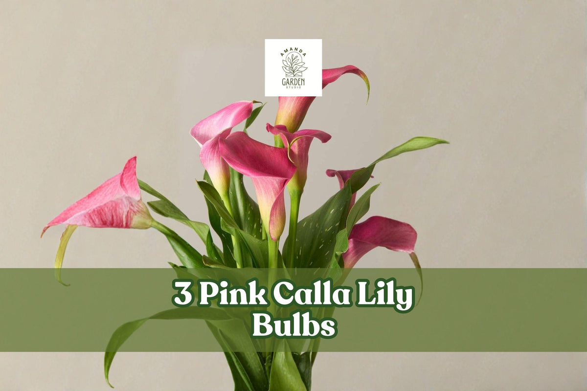 Pink Calla Lily Bulbs – Zantedeschia rehmannii, 3 Pack, Pink Trumpet Flowers, Perennial Bulbs for Garden & Indoor Decor