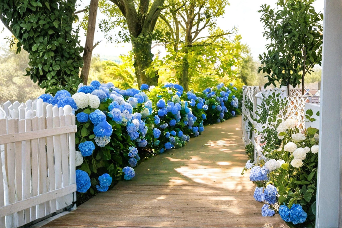 Blue Hydrangea Plants – 2 Live Hydrangea macrophylla Shrubs with Large Blue Flowers, 18 Inches Tall, Deciduous Flowering Garden Plants