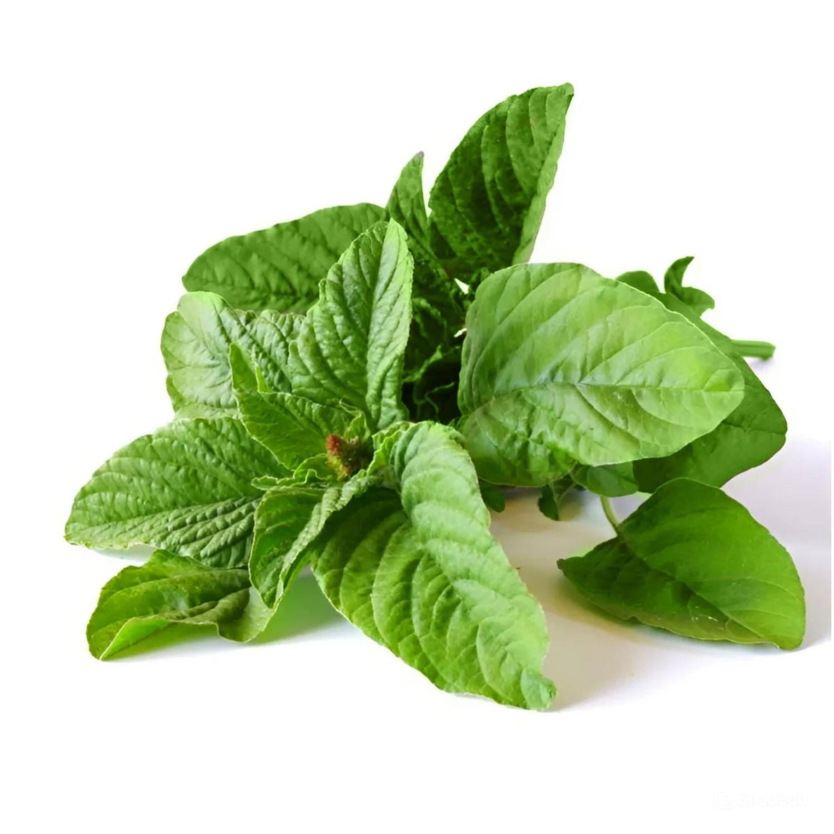 White Leaf Amaranth Seeds 500 | Amaranthus mangostanus Asian Leafy Vegetable for Garden Greens