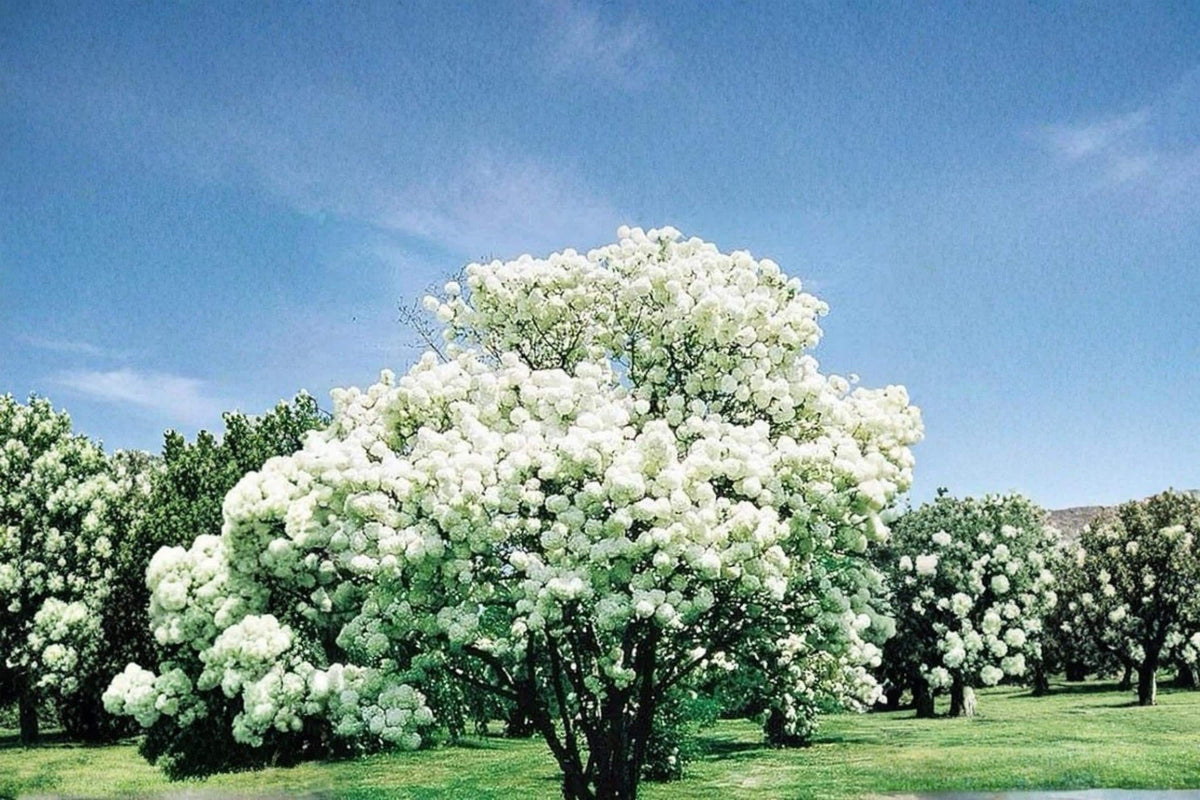 Snowball Bush Live Plant - 2ft Tall Viburnum opulus 'Roseum' White Flowering Shrub for Garden Landscape