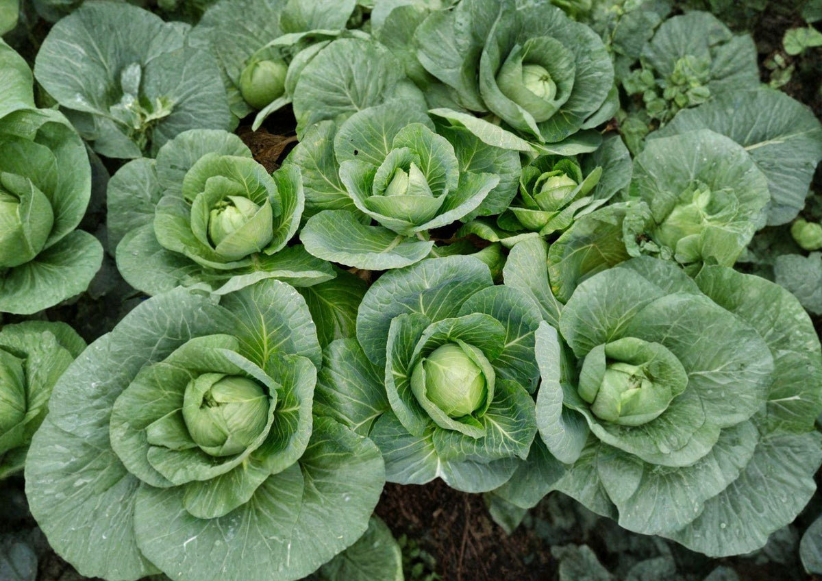 All Seasons Cabbage Seeds 500+ Heirloom Non-GMO Brassica oleracea for High Yield, Hardy, Culinary Vegetable