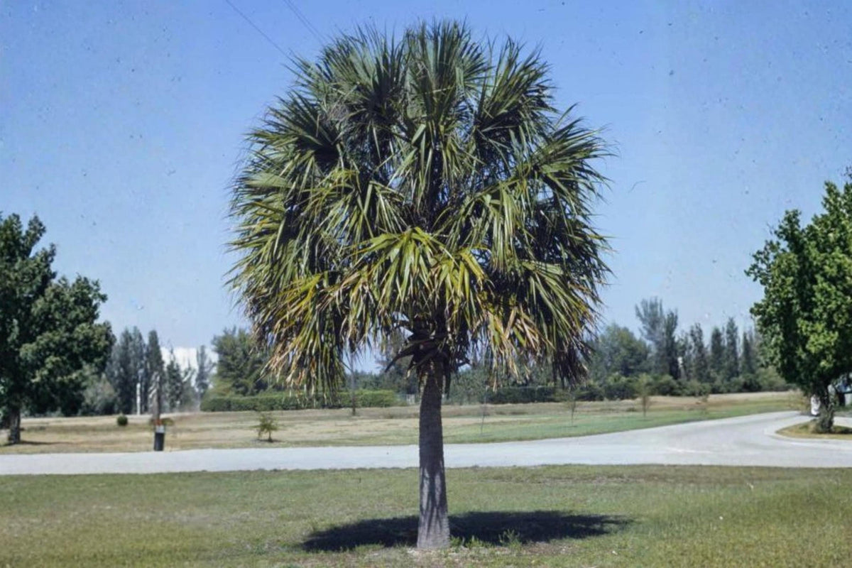 Cabbage Palm Seeds – Sabal palmetto – Hardy Evergreen Fan Palm with Creamy White Flowers, Coastal and Subtropical Landscape Plant