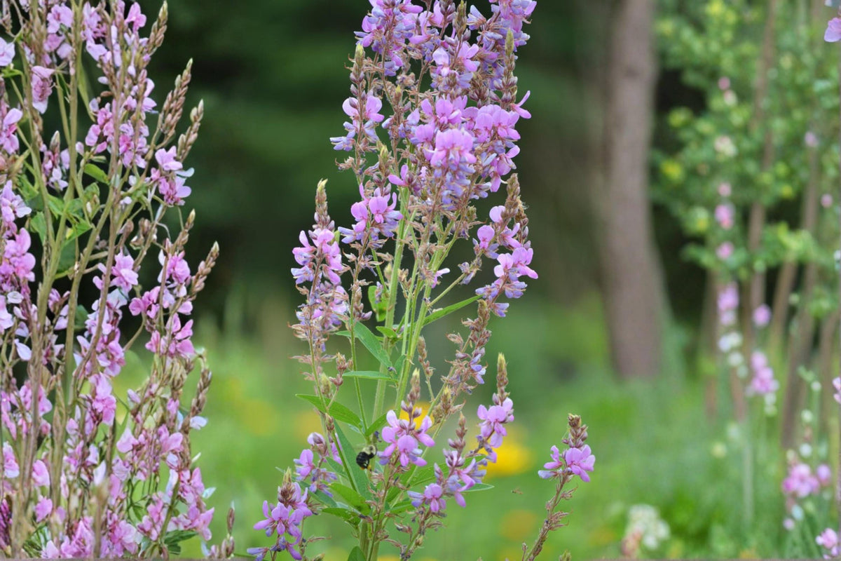 Showy Tick Trefoil Seeds – Desmodium canadense Wildflower, Perennial, Pink to Purple Flowers, Nitrogen-Fixing Plant