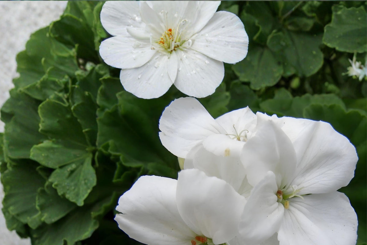 White Zonal Geranium Cuttings - 3 Live Unrooted Pelargonium Plant for Garden, Container, Window Box
