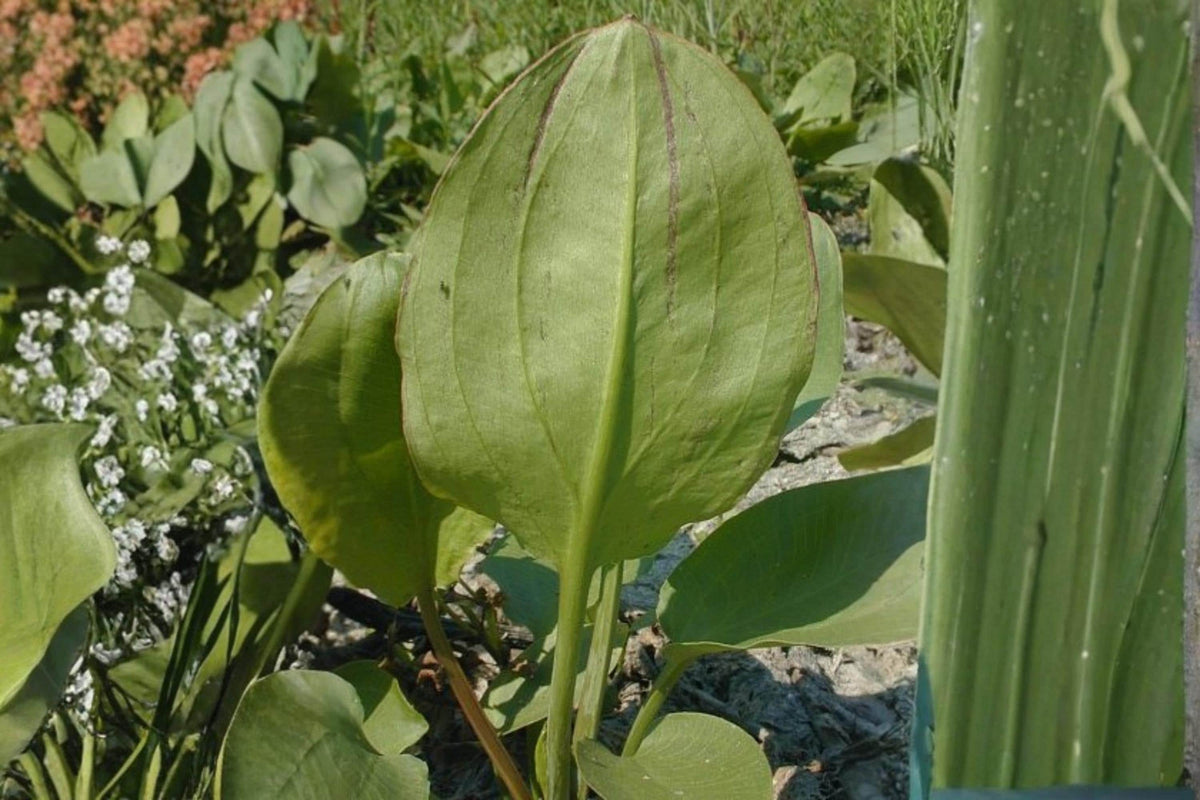 Large-Flowered Water Plantain Seeds | Aquatic Perennial Plant with White to Pale Pink Flowers | Alisma triviale