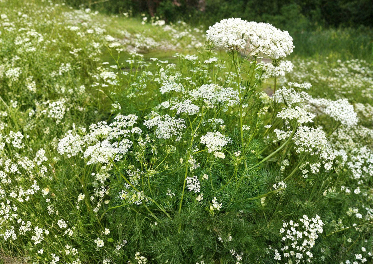 Caraway Seeds Bulk Pack | Fresh Harvest Herb Seeds for Culinary & Medicinal Use | Non-GMO Garden Spice Plant