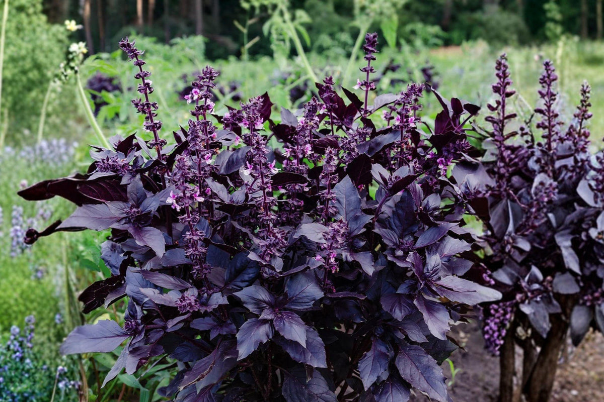 Dark Opal Basil Seeds - Heirloom Organic Herb, Aromatic Purple Leaves, Culinary & Ornamental, Ocimum basilicum