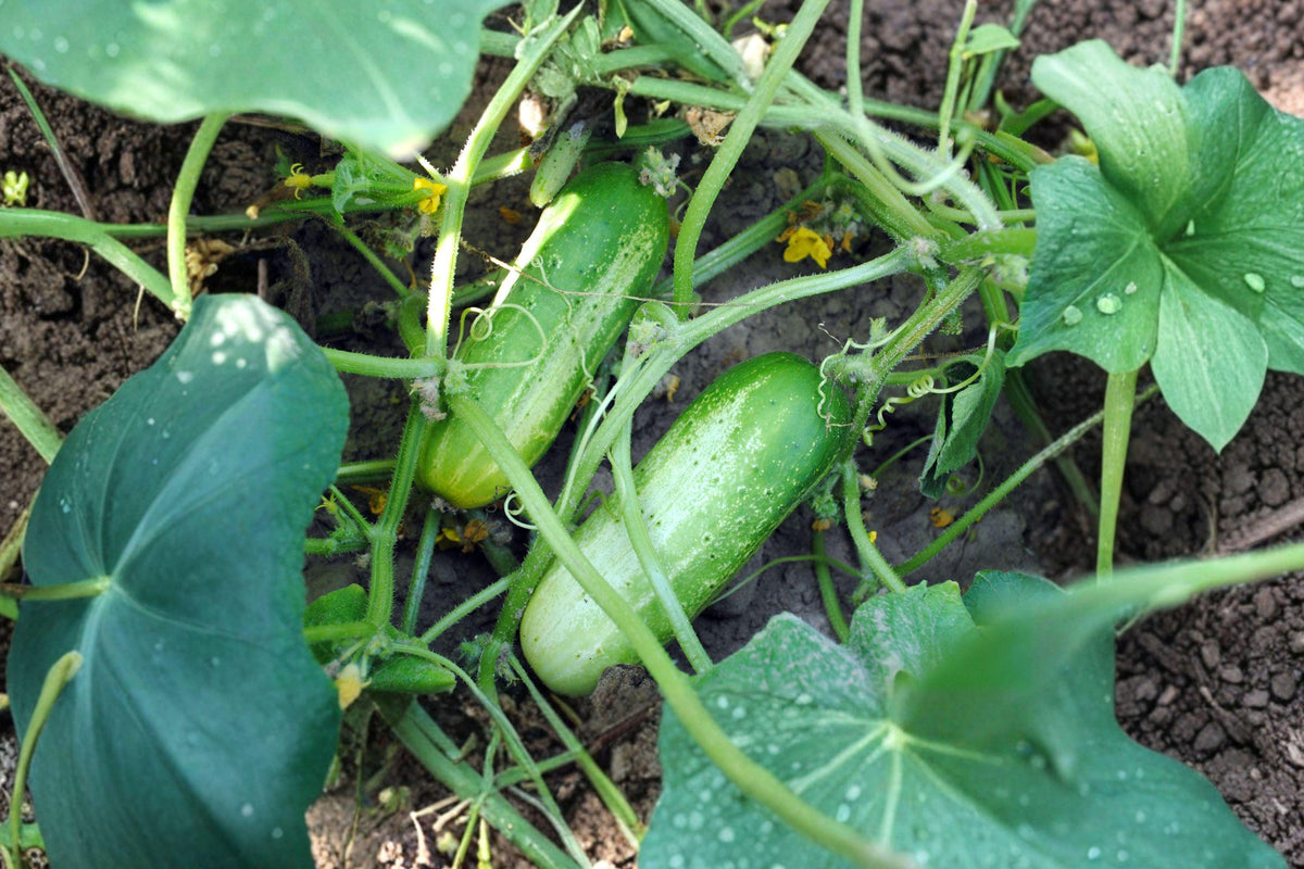 Heirloom Boston Pickling Cucumber Seeds – Non-GMO, High-Yield for Home Garden, Fresh and Pickling Cucumbers