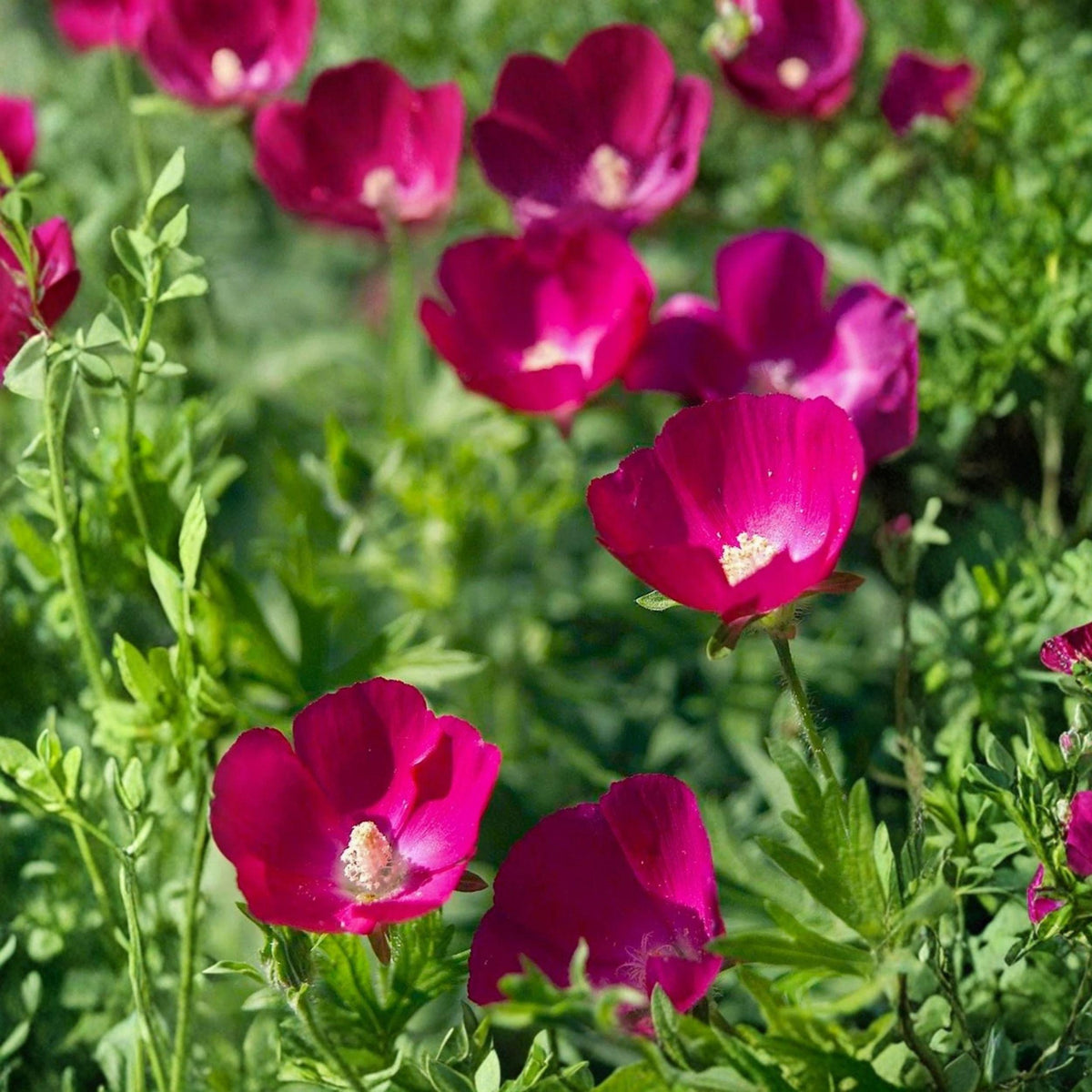 Purple Poppy Mallow Seeds | Native Groundcover, Drought Tolerant, Callirhoe involucrata, Wildflower for Rock Gardens & Dry Landscapes