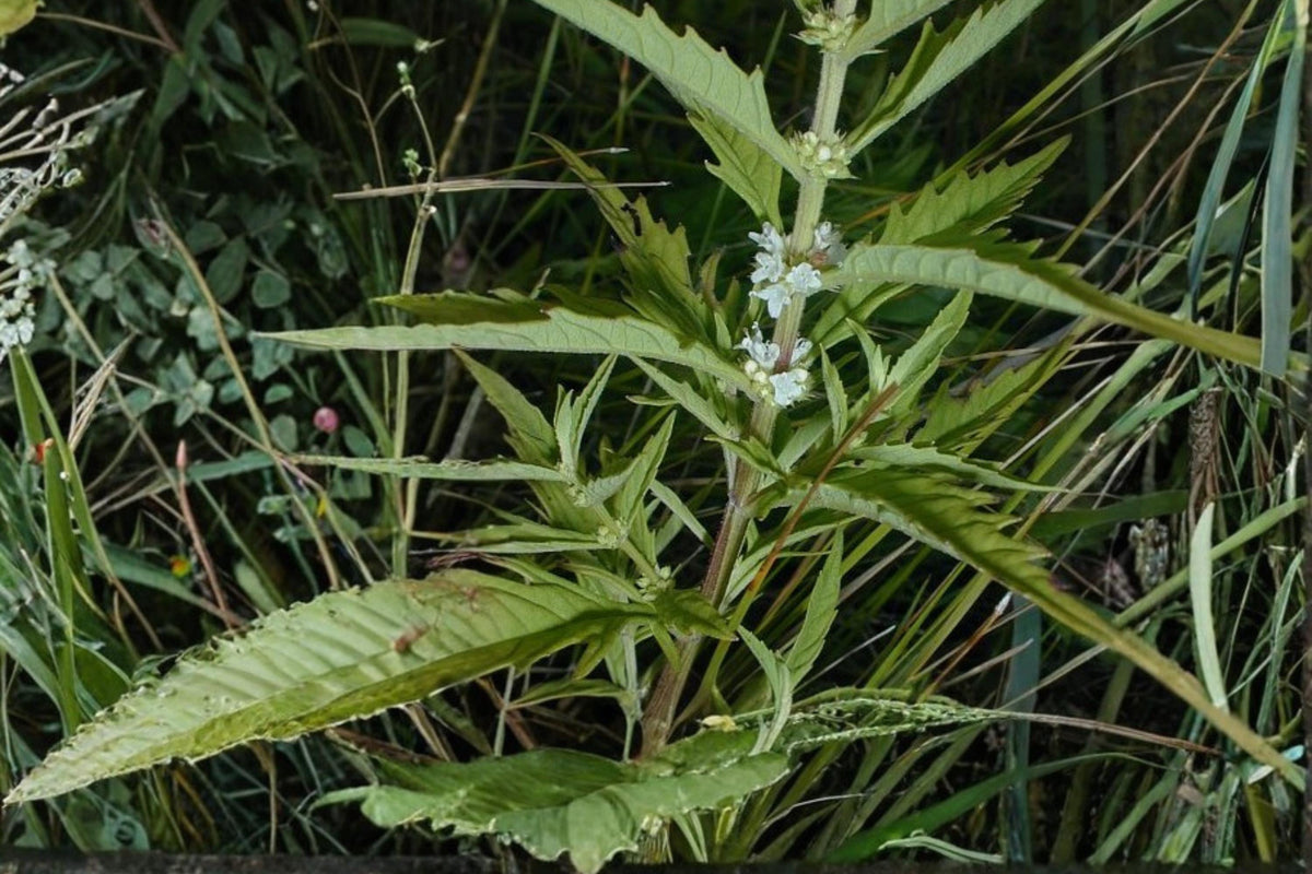 American Bugleweed Seeds – Lycopus americanus, Wetland Perennial with White to Pale Purple Flowers, Serrated Foliage