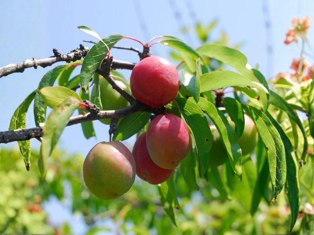 Chickasaw Plum Trees – Bare Root Native Fruit Tree Prunus angustifolia for Wildlife Gardens & Edible Landscapes (3 Pack)