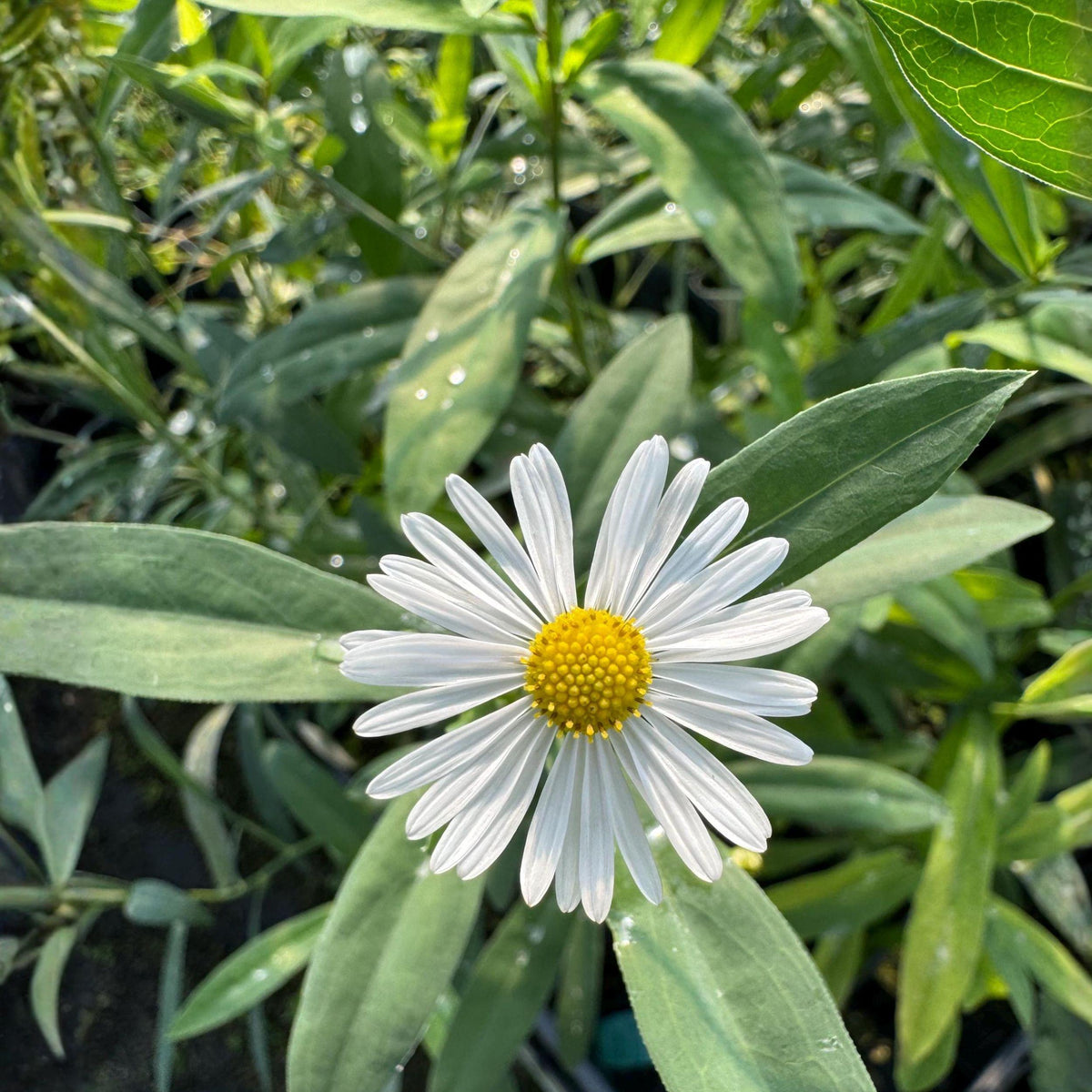 False Aster Seeds 100 Boltonia asteroides Native Wildflower Perennial for Pollinator Gardens