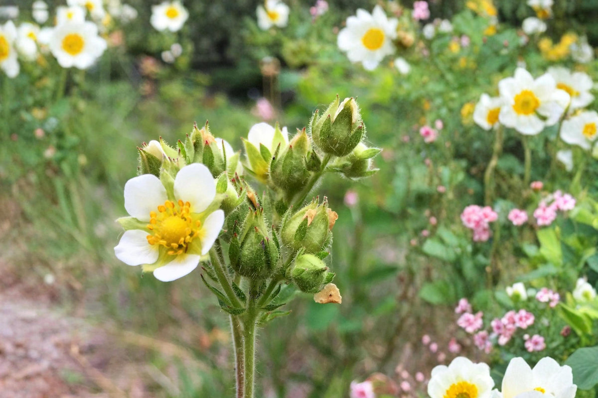 Prairie Cinquefoil Seeds – Potentilla arguta – Perennial Wildflower with Yellow Clusters for Prairie & Meadow Landscaping