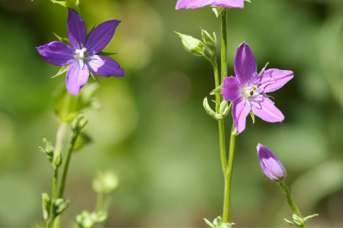 Venus Looking Glass Seeds – Triodanis perfoliata – Violet-Blue Wildflower for Gardens & Pollinator Support
