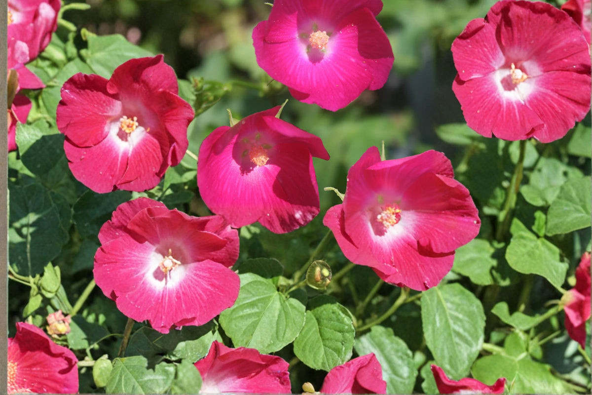 Bush’s Poppy Mallow Seeds, Callirhoe bushii, Perennial Wildflower with Magenta to Rose Blooms, Drought Tolerant, Native Pollinator Plant