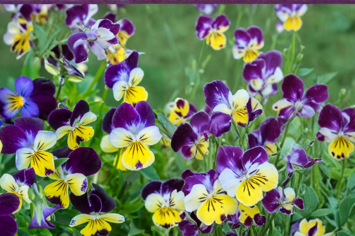Johnny Jump Up Seeds – Viola tricolor, 100 Pack, Tricolor Flowers, Border & Container Plant, Herbaceous Annual