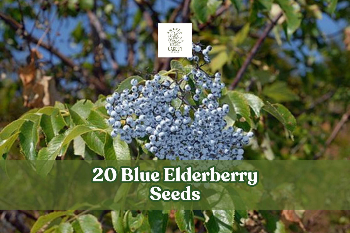 Blue Elderberry Seeds - Sambucus caerulea Berry Shrub, Ornamental Plant, Hardy Blue Berries, Garden, Landscape, 20 Seeds