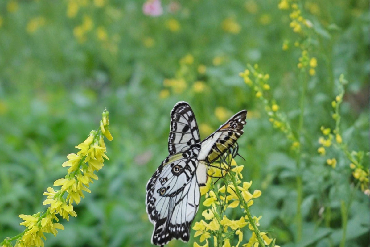 Yellow Sweet Clover Seeds – Melilotus officinalis Herbaceous Legume for Meadows & Naturalized Areas, 100 Seeds