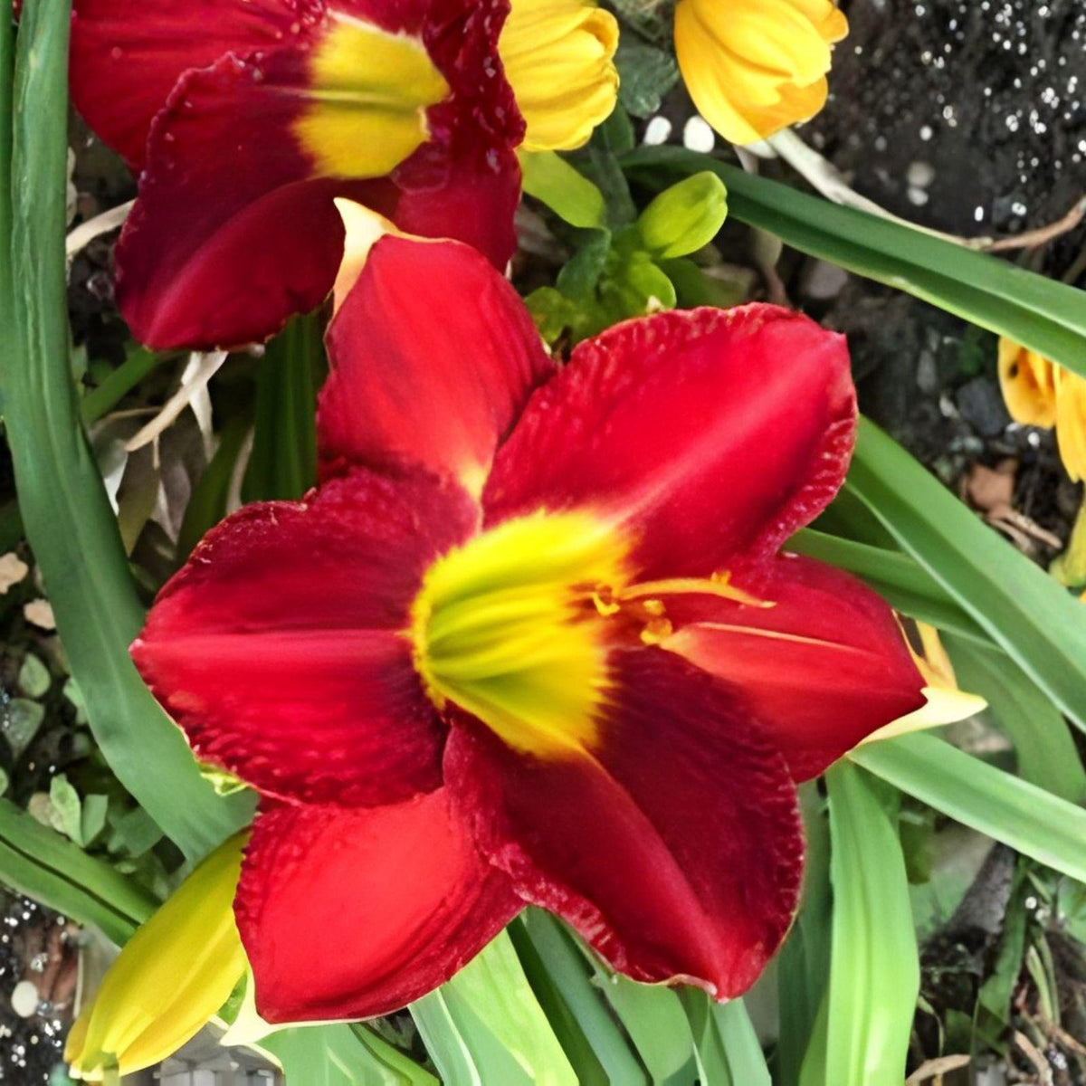 Red Daylily Bare Root Plant – Vibrant Red Blooms, Perennial Flowering Hemerocallis, Easy-Care Garden Plant