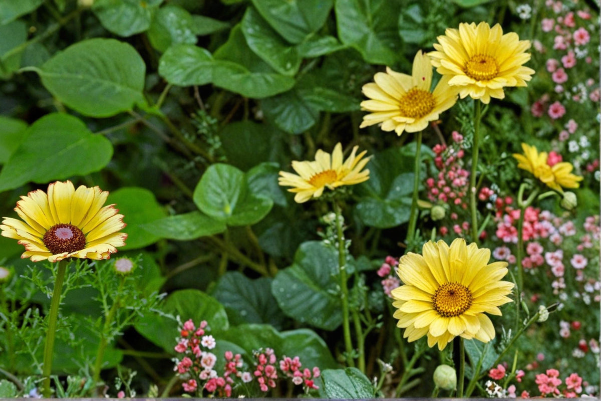 Painted Daisy Seeds, Glebionis carinata, Colorful Multi-Toned Flowers, Wildflower & Border Plant, 100 Seeds