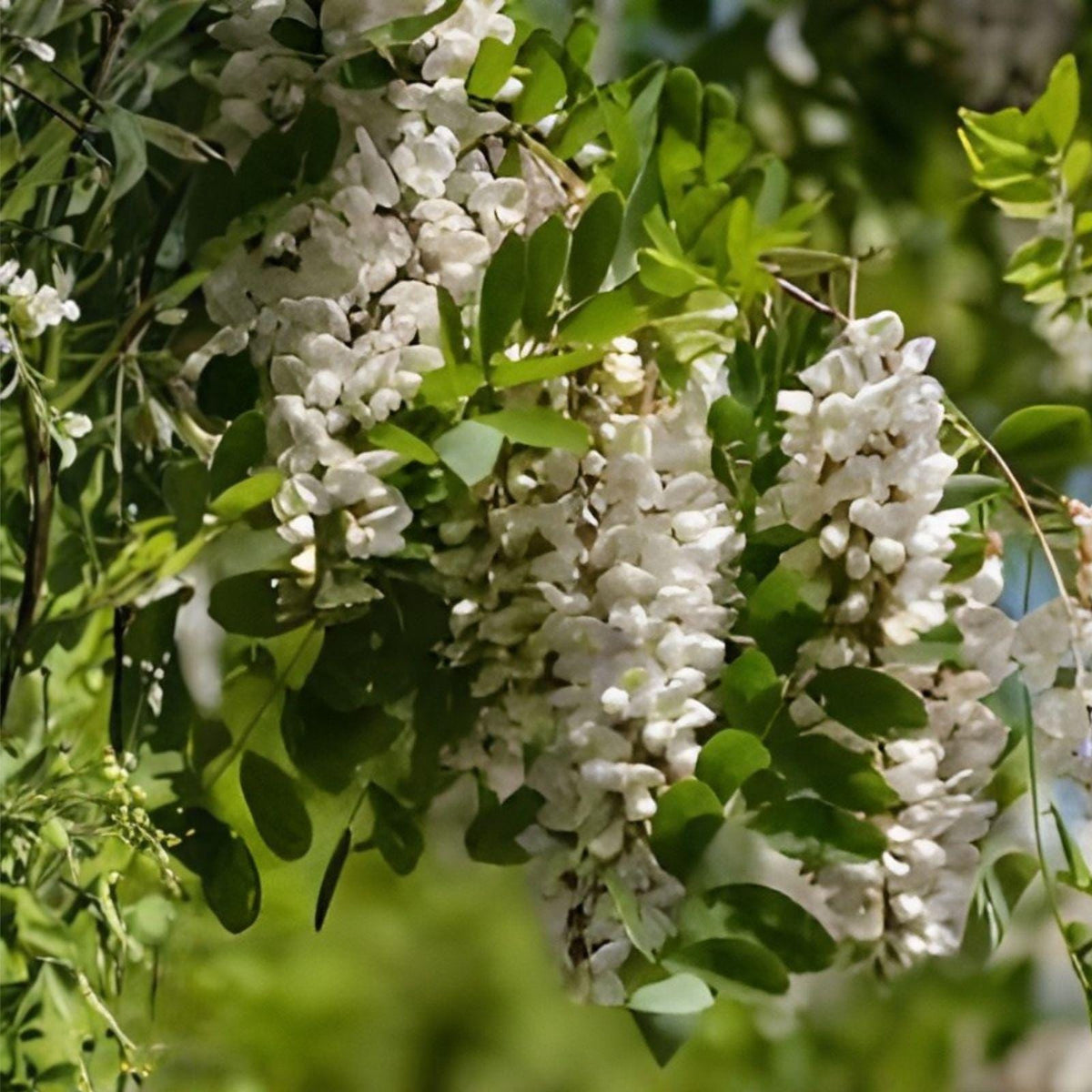 Black Locust Sapling – Bare Root Fast-Growing Shade Tree Robinia pseudoacacia
